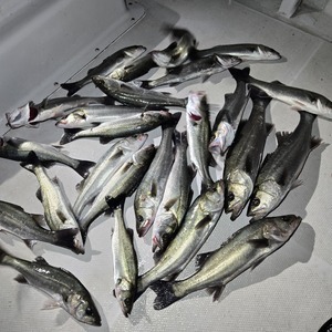 20250323_230904_コピー