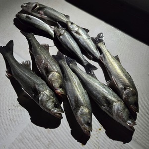 20250331_003434_コピー