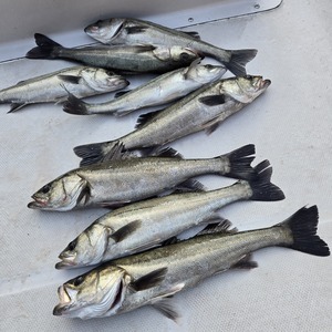 20250411_172636_コピー