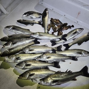 20250416_215142_コピー