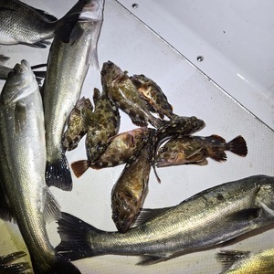 20250416_215131_コピー