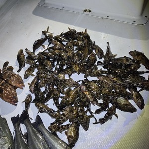 20250417_222352_コピー