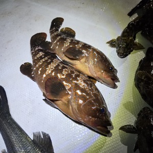 20250417_222329_コピー