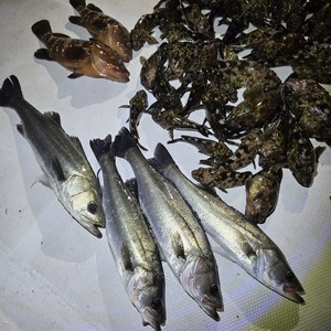 20250417_222313_コピー