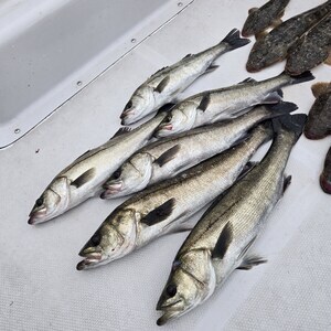 20250420_172834_コピー