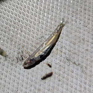 20250422_001029_コピー