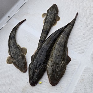 20250423_175345_コピー