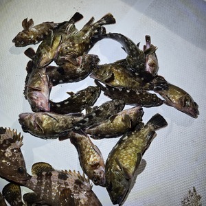 20250426_030407_コピー