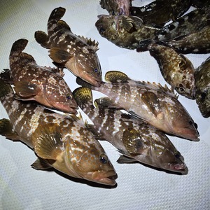 20250426_030346_コピー