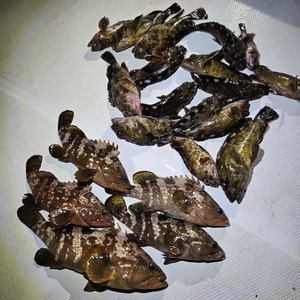 20250426_030337_コピー