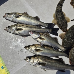 20250427_111632_コピー