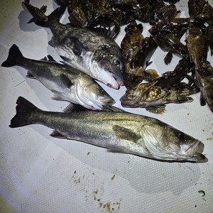 20250428_213951_コピー