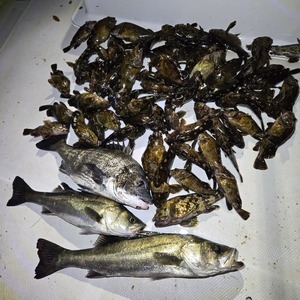 20250428_213945_コピー