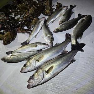 20250502_223624_コピー