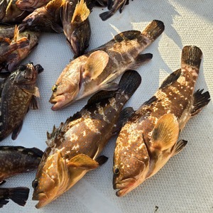 20250504_173417_コピー