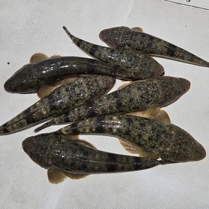 20250513_120806(0)_コピー