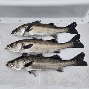 20250516_170719_コピー