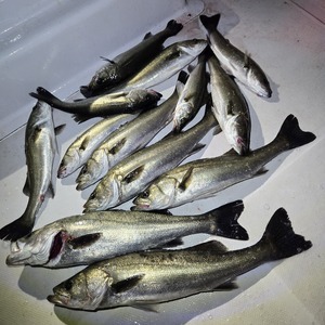 20250518_023945_コピー