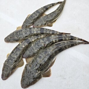 20250527_100935_コピー