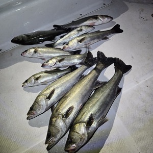 20250601_224736_コピー