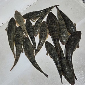 20250605_125212_コピー