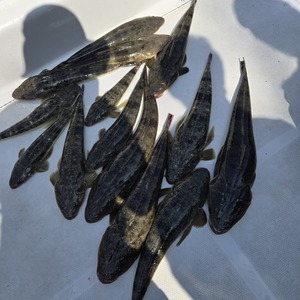 20250607_091531_コピー