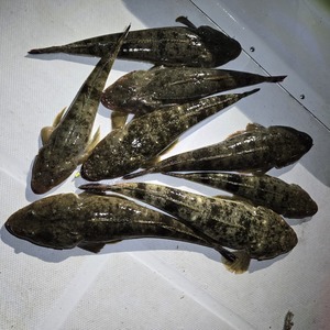 20250615_201830_コピー