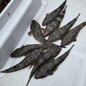 20250616_190127_コピー