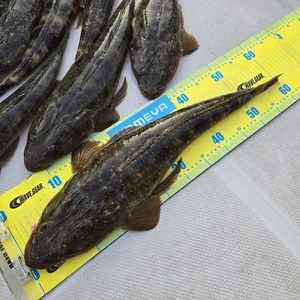 20250629_183238_コピー