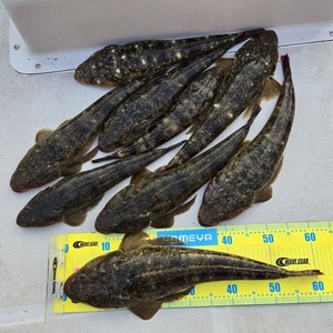 20250629_183231_コピー