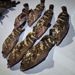 20250719_043013_コピー