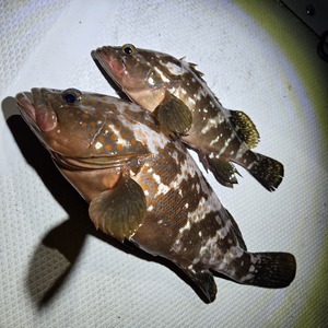 20250731_230142_コピー