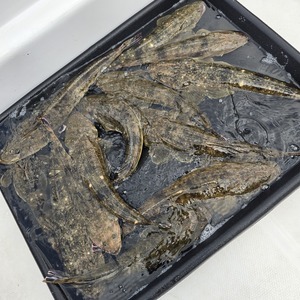 20250815_082421_コピー