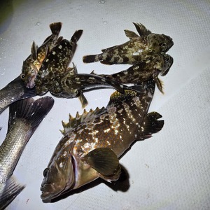 20250914_042025_コピー