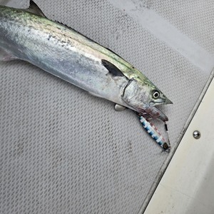 20250917_131057_コピー