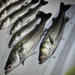 20250922_223550(0)_コピー