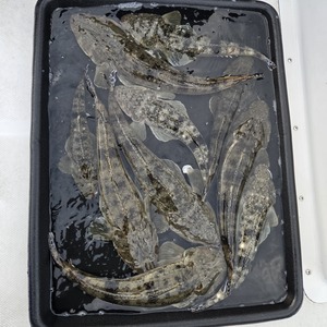 20250925_172151_コピー