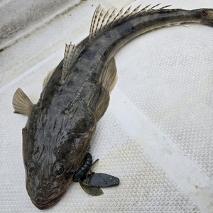 20250925_143704_コピー