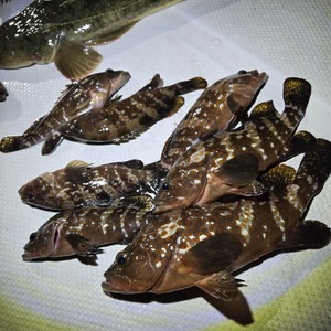 20250927_213846_コピー