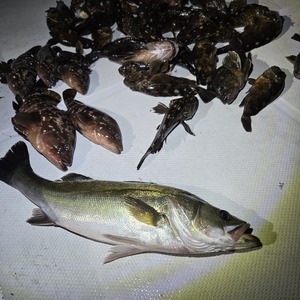 20250930_214805_コピー