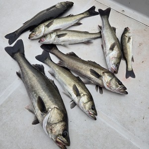 20251003_110104_コピー