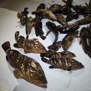 20251019_044537_コピー