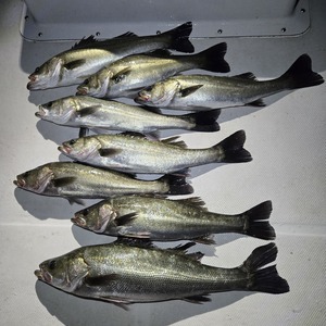 20251022_031223_コピー