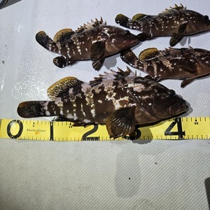 20251025_000732_コピー