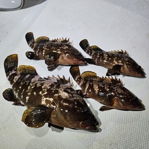 20251025_000635_コピー