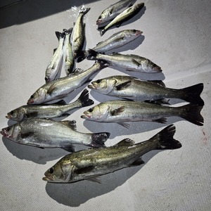 20251029_032717_コピー