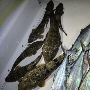 20251102_193952_コピー