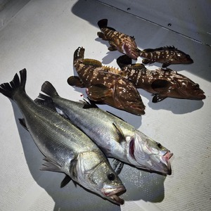 20251103_010849_コピー