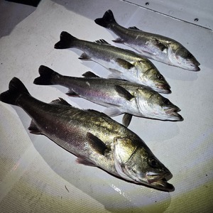 20251109_204437_コピー