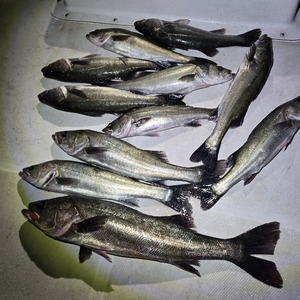 20251115_174440_コピー